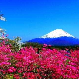 Spring Japan desktop wallpaper