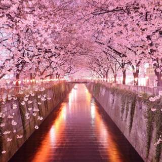 Spring Japan desktop wallpaper