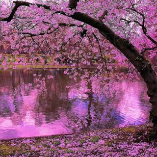 Spring Japan desktop wallpaper