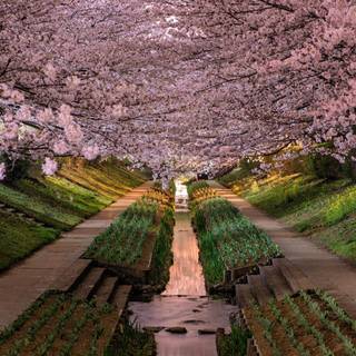 Spring Japan desktop wallpaper