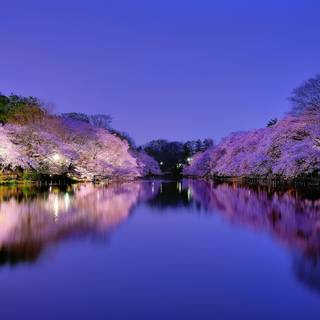 Spring Japan desktop wallpaper