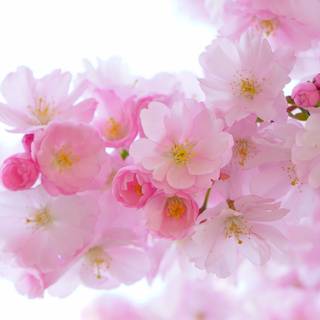 Spring Japan desktop wallpaper