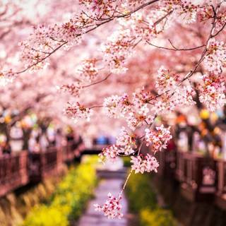 Spring Japan desktop wallpaper