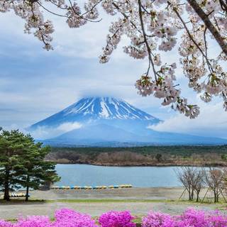 Spring Japan desktop wallpaper