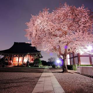 Spring Japan desktop wallpaper