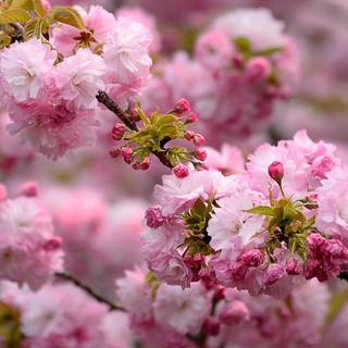 Spring Japan desktop wallpaper