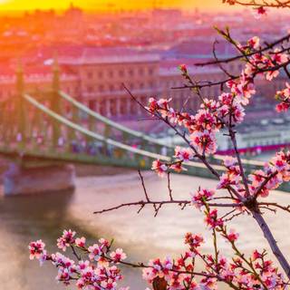 Spring iPhone XR wallpaper