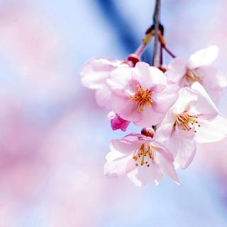 Spring iPhone XR wallpaper