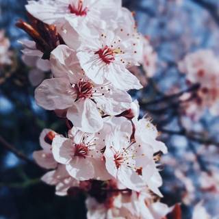 Spring iPhone XR wallpaper