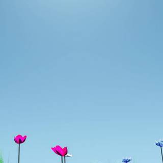 Spring iPhone XR wallpaper