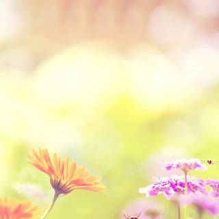 Spring iPhone XR wallpaper