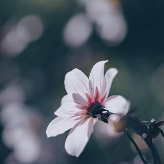 Spring iPhone XR wallpaper