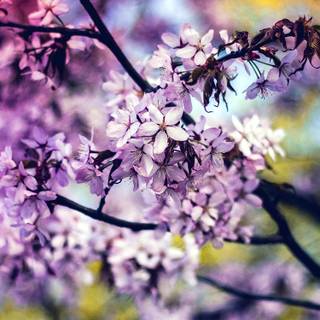 Spring iPhone XR wallpaper