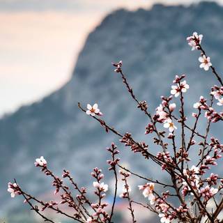 Spring iPhone XR wallpaper