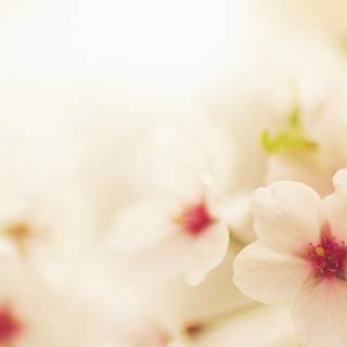 Spring iPhone XR wallpaper