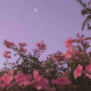 Spring iPhone XR wallpaper