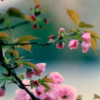 Spring iPhone XR wallpaper