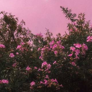 Spring iPhone XR wallpaper