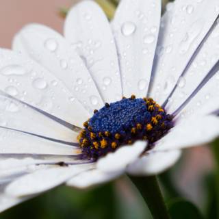 Spring iPhone XR wallpaper