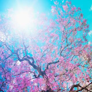 Spring iPhone XR wallpaper