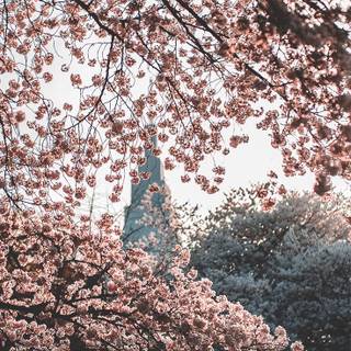 Spring iPhone XR wallpaper