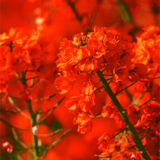 Spring iPhone XR wallpaper