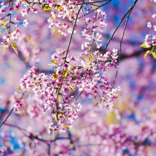 Spring iPhone XR wallpaper