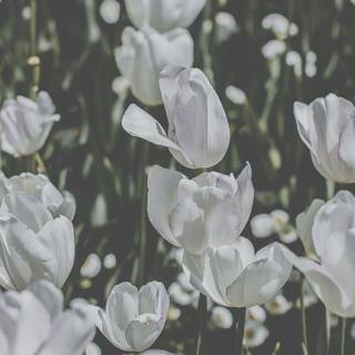 Spring iPhone XR wallpaper