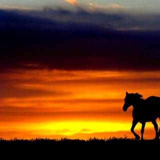 Sunset with horses wallpaper