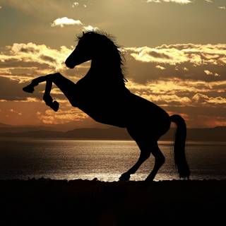 Sunset with horses wallpaper