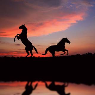 Sunset with horses wallpaper