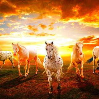 Sunset with horses wallpaper