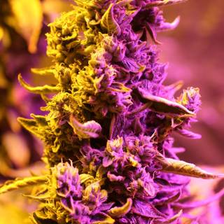 Doctor Strain wallpaper