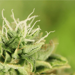 Doctor Strain wallpaper