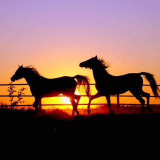 Sunset with horses wallpaper
