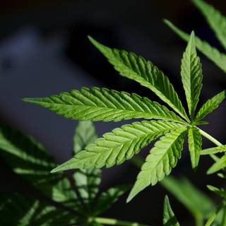 Doctor Strain wallpaper