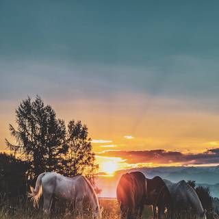 Sunset with horses wallpaper