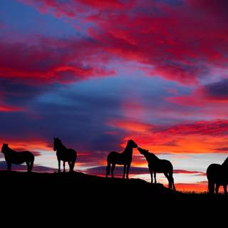 Sunset with horses wallpaper