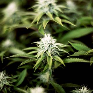 Doctor Strain wallpaper