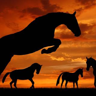 Sunset with horses wallpaper