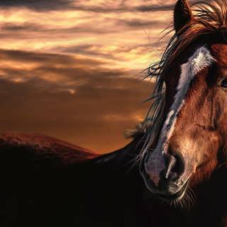 Sunset with horses wallpaper
