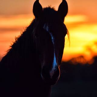 Sunset with horses wallpaper