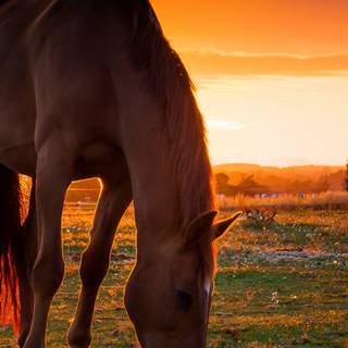 Sunset with horses wallpaper