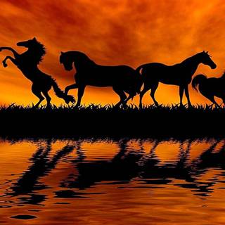 Sunset with horses wallpaper
