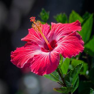 Red hibiscus wallpaper