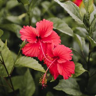 Red hibiscus wallpaper