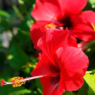 Red hibiscus wallpaper