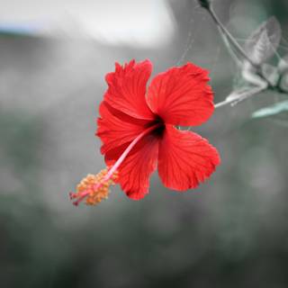 Red hibiscus wallpaper