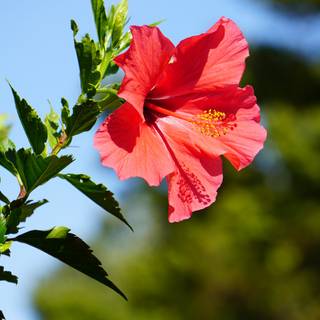 Red hibiscus wallpaper