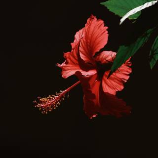 Red hibiscus wallpaper